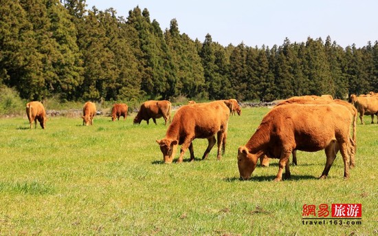 日本人最愛(ài)和牛 韓國(guó)人有引以為傲的韓牛