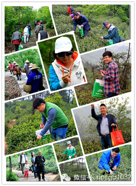 在這么美的地方體驗(yàn)采茶，簡直太有感覺了