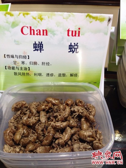 你可能沒想到，這個(gè)知了幼蟲退下的皮還是一味藥，對(duì)嗎？