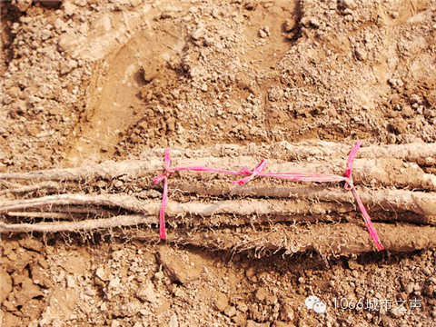 工人們挖好的山藥，整齊地躺在田地上