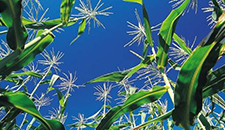 玉米割苗能增產(chǎn)20%～30%？不靠譜！