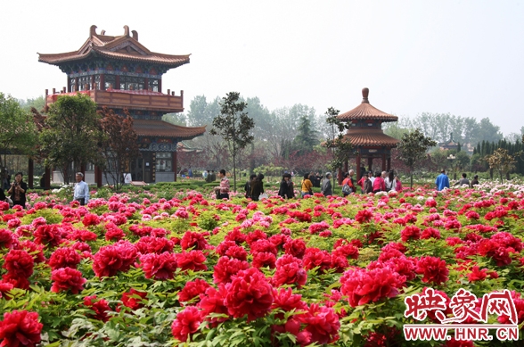 國花園里的牡丹 資料圖 國花園里的牡丹 資料圖