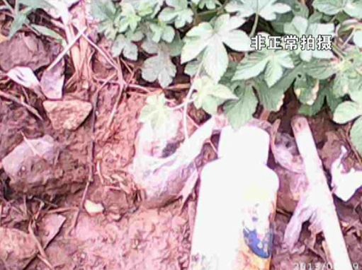 大棚蔬菜園區(qū)里到處丟棄著農(nóng)藥廢物。