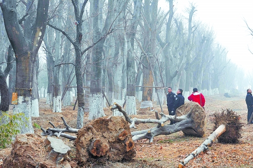老樹(shù)之殤，令人扼腕。