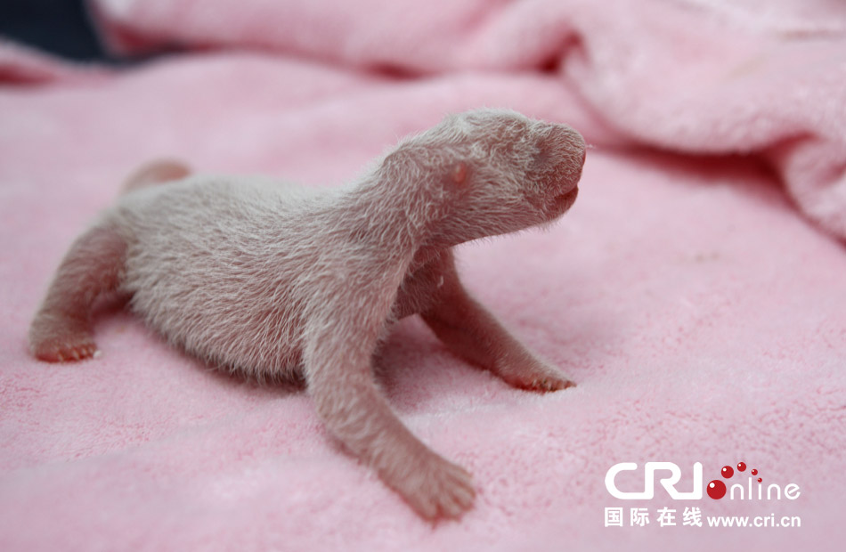2013年7月11日，成都大熊貓繁育研究基地月亮產(chǎn)房，新生大熊貓寶寶在育嬰箱里憨態(tài)可掬。