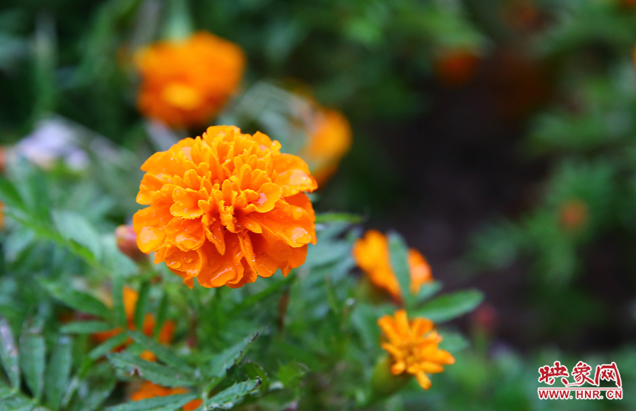 一場秋雨洗去花朵上多日來的塵埃，嬌艷欲滴。