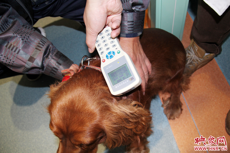 只要用儀器一掃，狗狗的信息就可以一覽無(wú)余