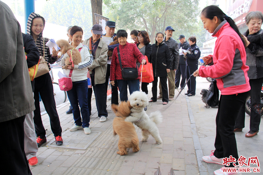 在辦狗證現(xiàn)場(chǎng)，兩只狗狗歡樂(lè)地在一起玩耍