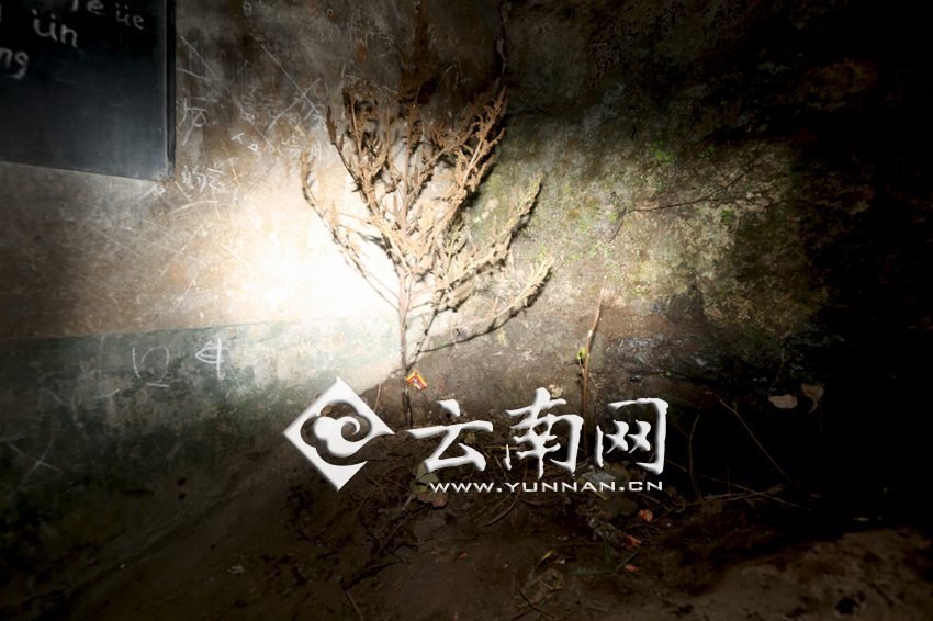 　教室里沒有燈，光線太暗，村民便種下了野蘇麻，希望教室有綠色，讓孩子們看到“希望”。 徐弘毅 攝