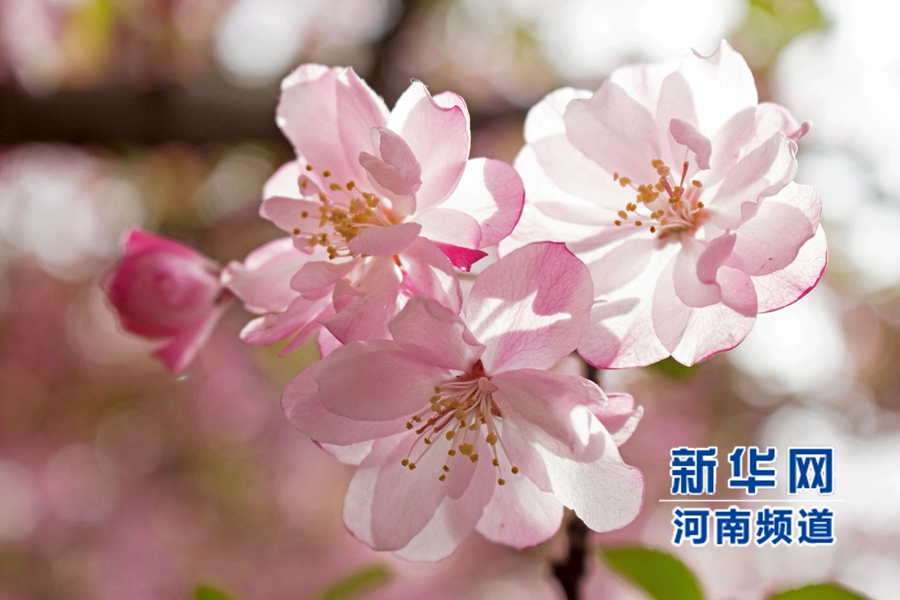 新鄭大滿園櫻花醉游人 市民學(xué)生流連忘返 新鄭大滿園櫻花醉游人 市民學(xué)生流連忘返