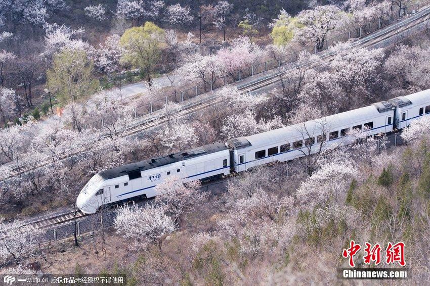 和諧號(hào)列車穿越居庸關(guān)花海 被贊開(kāi)往春天的列車