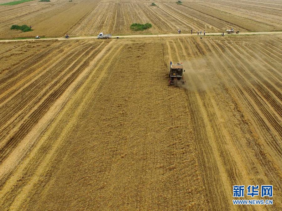 這是5月28日在河南省南陽(yáng)市唐河縣甘河灣村航拍的麥?zhǔn)宅F(xiàn)場(chǎng)。