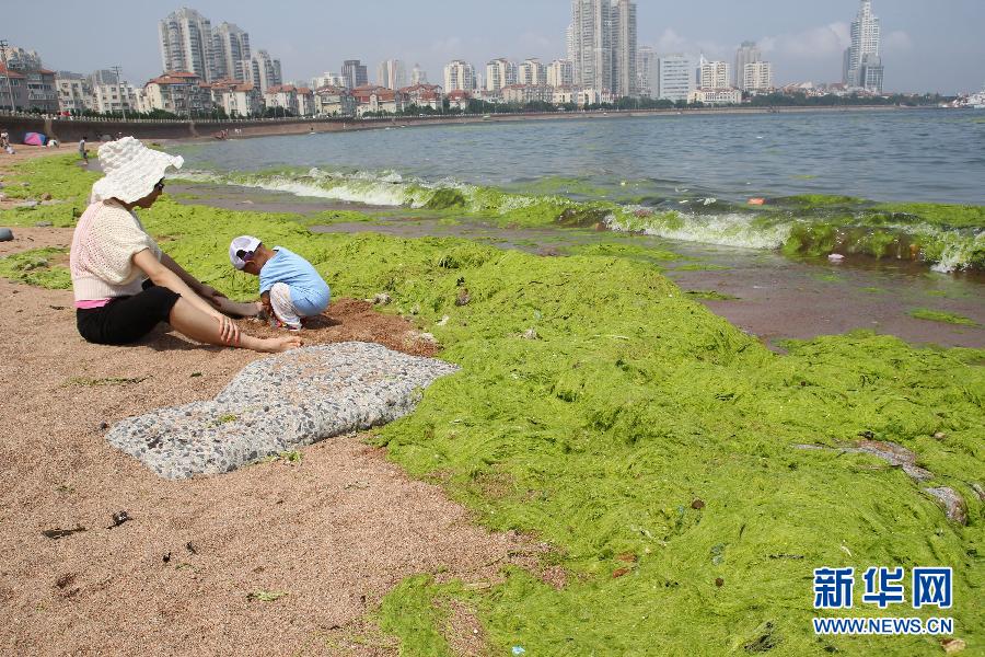 山東青島海岸遭受滸苔侵襲 山東青島海岸遭受滸苔侵襲