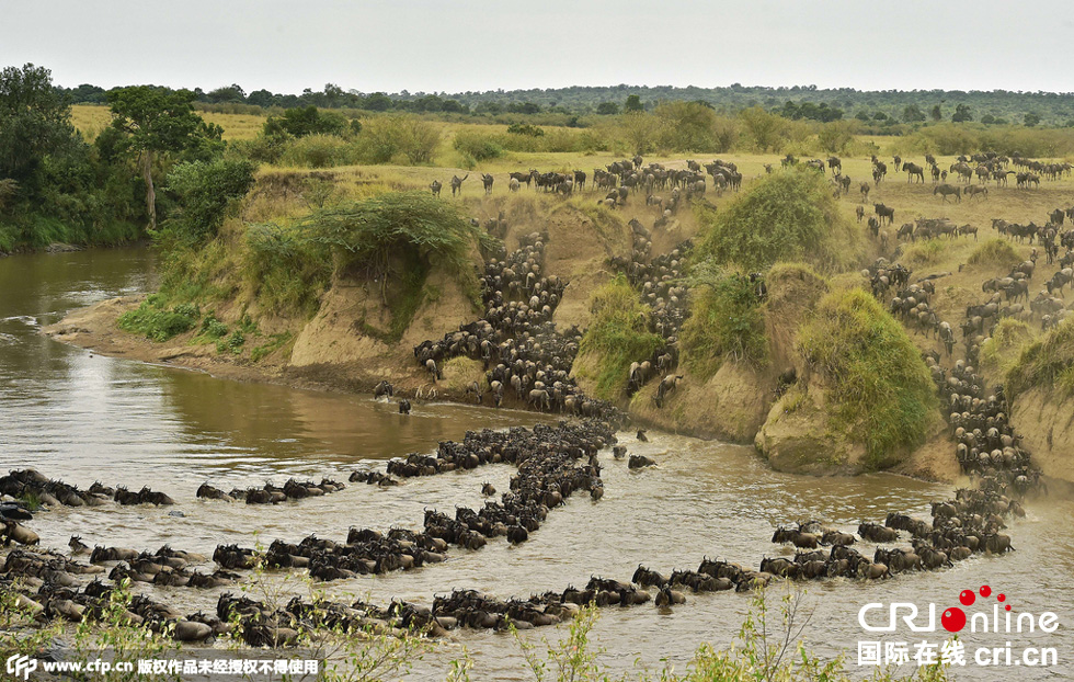 當(dāng)?shù)貢r間2015年9月4日，肯尼亞馬賽馬拉，角馬大遷徙。