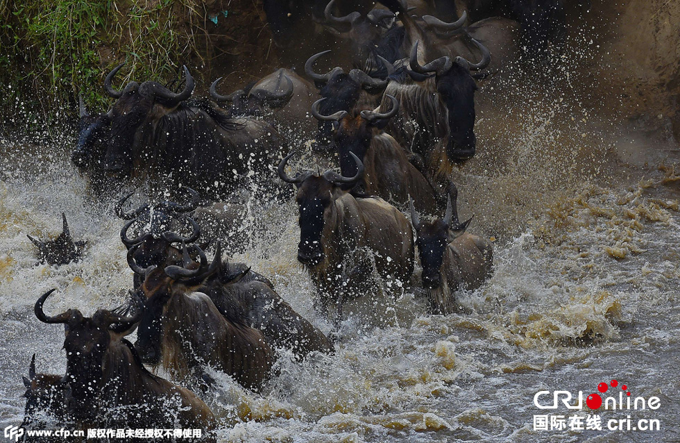 當(dāng)?shù)貢r間2015年9月4日，肯尼亞馬賽馬拉，角馬大遷徙。