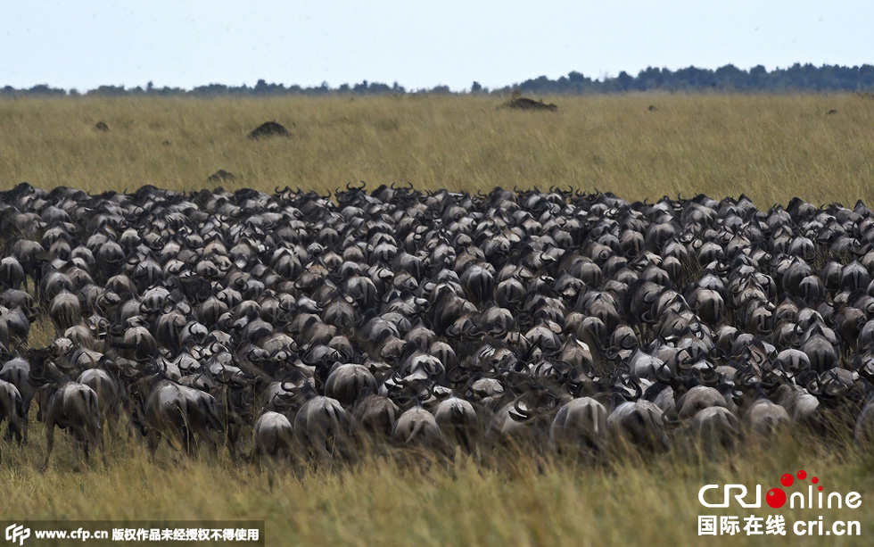當(dāng)?shù)貢r間2015年9月4日，肯尼亞馬賽馬拉，角馬大遷徙。