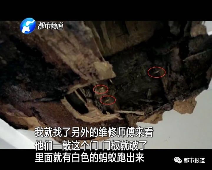 蟻族大軍入侵！十幾萬裝修的新家被“吃掉”