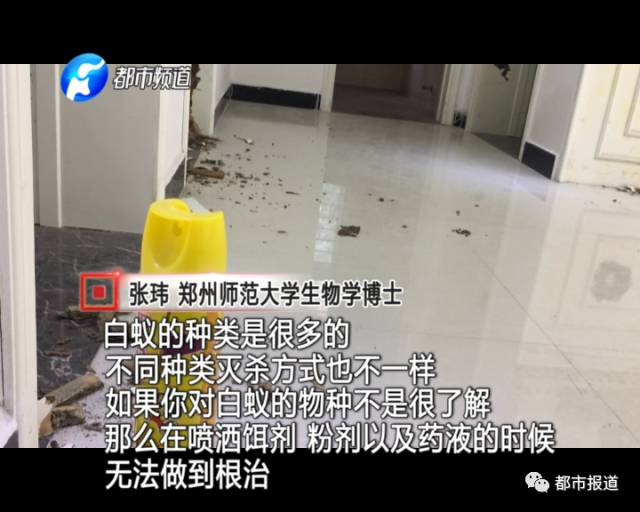 蟻族大軍入侵！十幾萬裝修的新家被“吃掉”