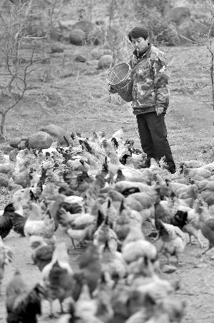 林志坤辭職后在溧水一座山頭開了一片地，每天種菜、喂雞 現(xiàn)代快報(bào)記者 施向輝 攝