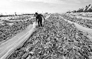 12日，工人在海南省樂東縣佛羅鎮(zhèn)清理被臺(tái)風(fēng)刮爛的哈密瓜薄膜架子。 新華社發(fā)