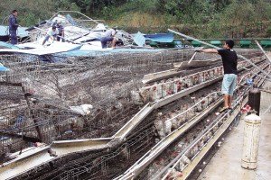 11月13日，位于三亞市吉陽鎮(zhèn)的三亞市菜籃子蛋雞基地，工人們正在搶修雞舍設(shè)施。