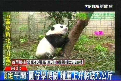 大陸贈(zèng)臺(tái)熊貓幼崽將逾9公斤學(xué)爬樹場面逗趣 大陸贈(zèng)臺(tái)熊貓幼崽將逾9公斤學(xué)爬樹場面逗趣