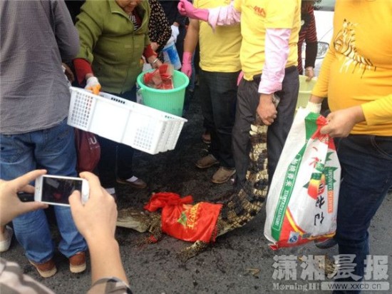 鱷魚被車主抓到。