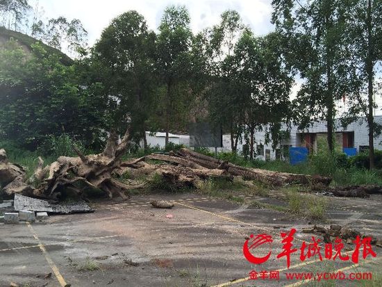 廣東警方回應暫扣漁民所撈疑似烏木:依法依規(guī) 廣東警方回應暫扣漁民所撈疑似烏木:依法依規(guī)