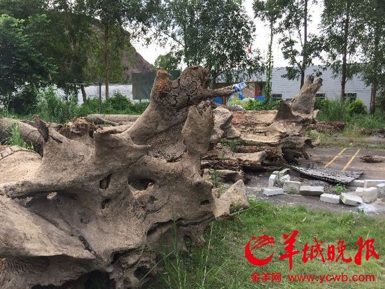 廣東警方回應暫扣漁民所撈疑似烏木:依法依規(guī) 廣東警方回應暫扣漁民所撈疑似烏木:依法依規(guī)