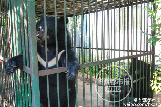 男子800元買寵物狗誤購黑熊 每月飼料上千元 男子800元買寵物狗誤購黑熊 每月飼料上千元