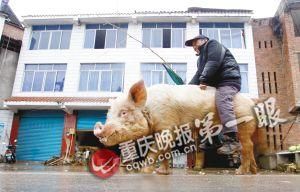 蔣大爺騎著他的種豬出門，回頭率很高。