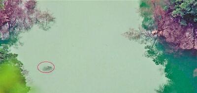 河溝現(xiàn)體長(zhǎng)3米重約300斤大魚(yú) 曾被疑為水怪(圖)