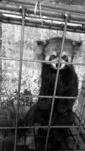 在校大學生網(wǎng)上販賣珍貴野生動物 稱因家境困難