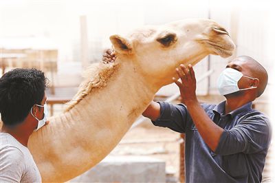 5月12日，印度工人在沙特利雅得外的一家農(nóng)場(chǎng)與駱駝接觸時(shí)戴著口罩