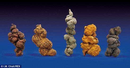 古時海龜五份糞便樣本也將拍賣。