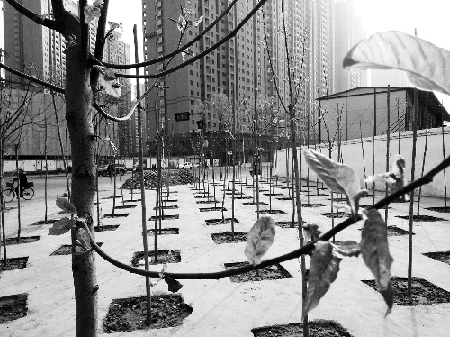 英協(xié)路沈莊北街路口空地上，城管雇人種的100多棵樹已經(jīng)長出了嫩芽