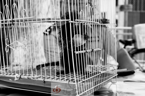 “別看俺個子小，中國很稀少！”