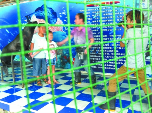 海獅就這樣被飼養(yǎng)員和攝影師擺弄，稍不聽話就會遭到毒打。