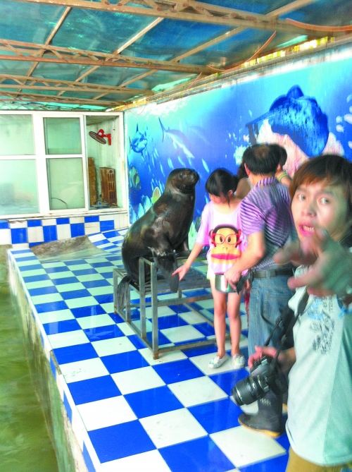海獅館內(nèi)的攝影師警惕性很高,禁止記者拍照。