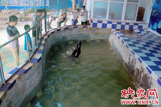 圖為游客在護欄網(wǎng)外面，觀看海獅的表演。