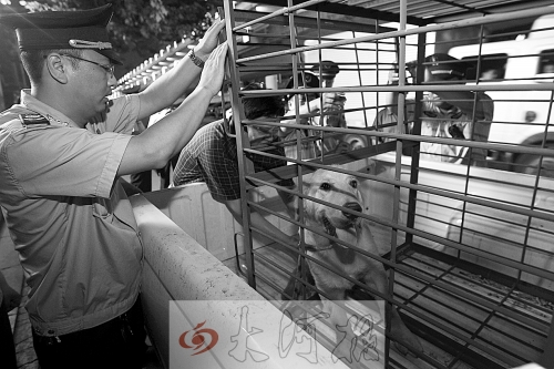 相關(guān)部門(mén)將加強(qiáng)管理，今年12月起烈性犬一律沒(méi)收。 （資料圖）