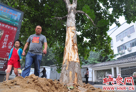 大樹根部翹起，歪向人行道邊。