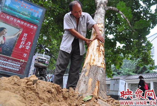 法桐受傷嚴(yán)重，樹皮上還沾著不少玻璃。