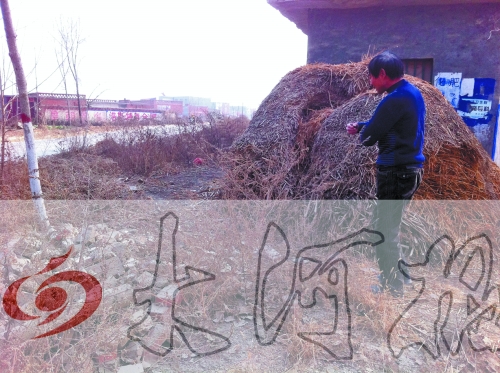 張哥、張弟就是在這兒撿到的投毒面包。