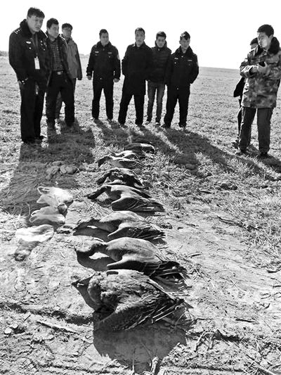 志愿者們?cè)诂F(xiàn)場(chǎng)撿到的死亡大雁及其他鳥(niǎo)類 志愿者們?cè)诂F(xiàn)場(chǎng)撿到的死亡大雁及其他鳥(niǎo)類