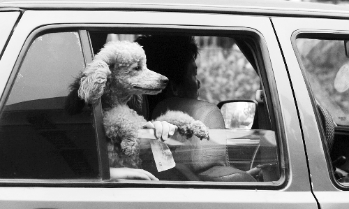 再帶著寵物出門(mén)坐出租車(chē)，可得想好了