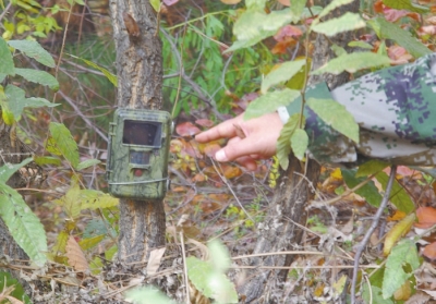 濟源蟒河林場發(fā)現(xiàn)金錢豹 被確認至少存在3只以上