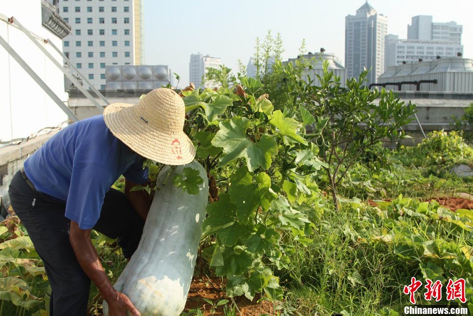 江西南昌的"空中菜園" 江西南昌的"空中菜園"