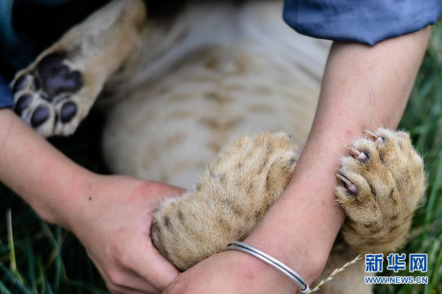 "90后"飼養(yǎng)員劉莉的“獅虎情緣” "90后"飼養(yǎng)員劉莉的“獅虎情緣”