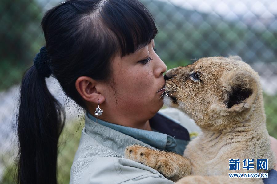 "90后"飼養(yǎng)員劉莉的“獅虎情緣” "90后"飼養(yǎng)員劉莉的“獅虎情緣”